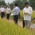 Đô Lương: Tổ chức hội thảo giống lúa Thụy Hương 308